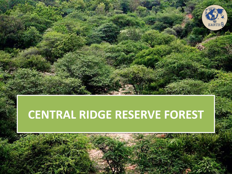 Save Ridge Forest
