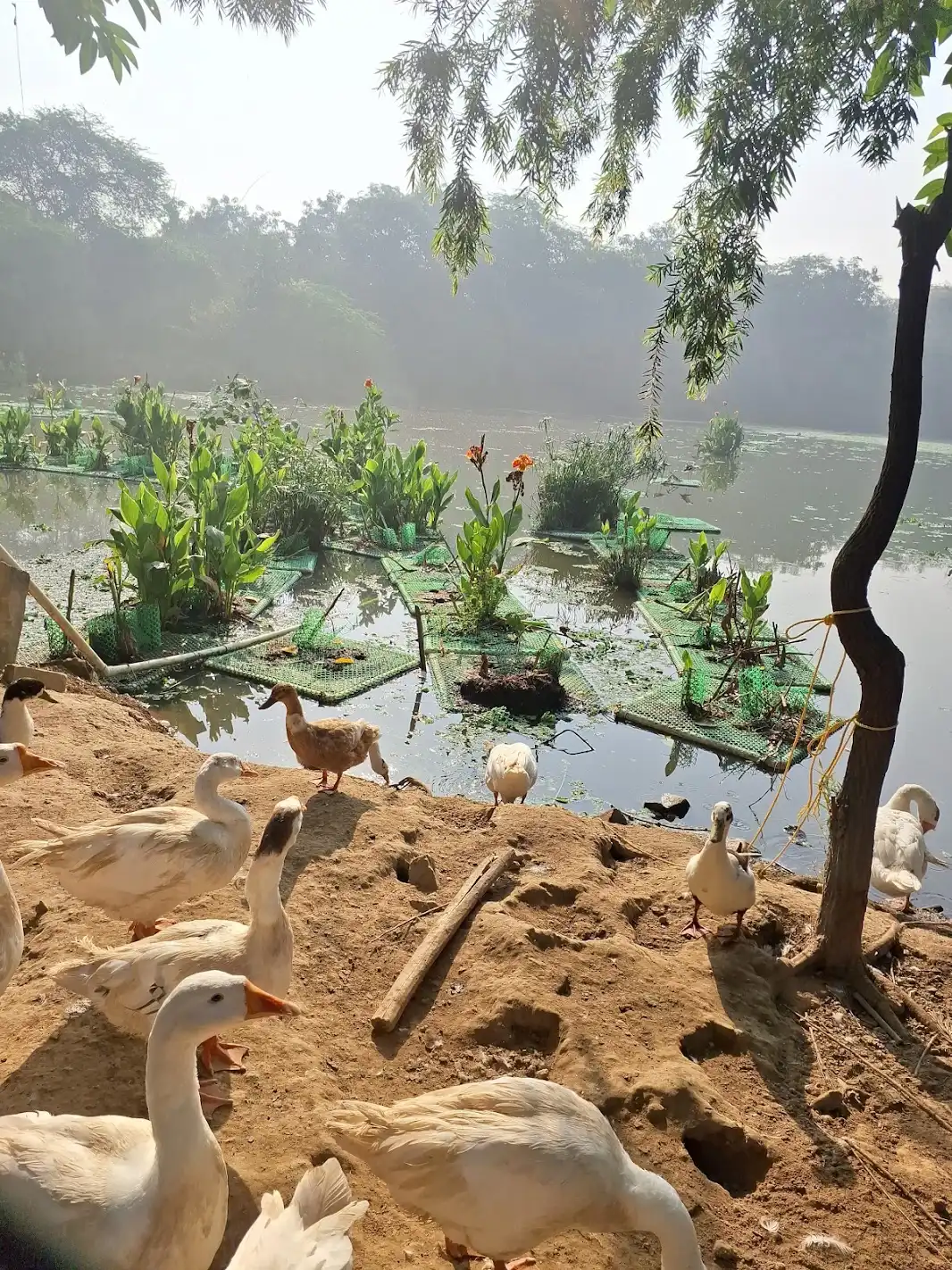Ducks of Sanjay Van Reserved Forest